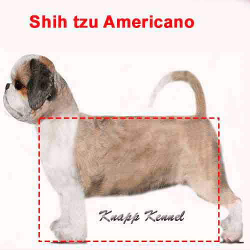 shih-tzu-americano